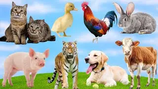 Cuddly Animal Voices &ndash; Penguin, Seal, Giraffe, Dog, Sheep, Chicken Sounds Compilation