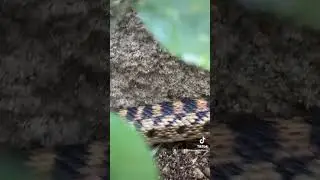 🐍Sneaky Sneaky Snake🐍 #sneakysneaky #sneakysnake