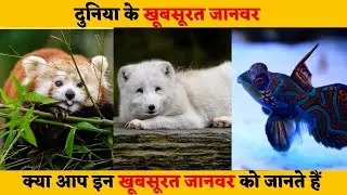 दुनिया के 10 सबसे खूबसूरत जानवर | 10 Most Beautiful Animals In The World In Hindi