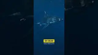 Navy Seal Encounters a Great White Shark During a Mission 💀 #sharkdiving #navyseals #scary