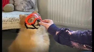 Training a blind dog to wear Rex Specs