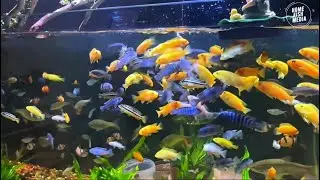 Relaxing Colorful Aquarium Fish 🐠 | Beautiful Tropical Fish Tank for Stress Relief & Sleep