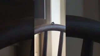 A lil spider on a chair