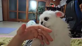 복순이 asmr(혀 핥는 소리)