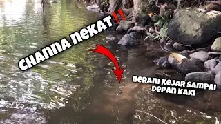 Mancing Channa Nekat‼️ Berani Kejar Sampai Depan Kaki