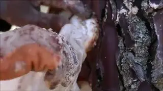 Gemmage par Gemme expert (Gemmage extraction de la résine de pin)