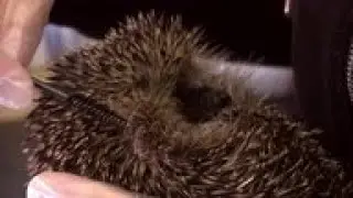 Rescue centre inundated with mascara brushes for grooming hedgehogs
