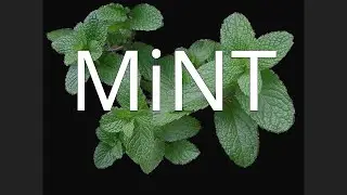 MiNT