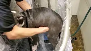 portable pet washing station  {TheZipSpa.com}
