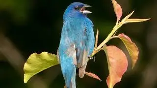 Indigo bunting song / call / sounds | Bird