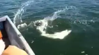 Shark Fishing Tomales Bay