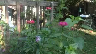 Giant zinnia 4 1/2 foot giant cosmos flowers 5 foot tall great genetics all organic