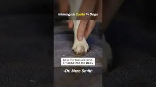 What is that Growth on My Dog's Paw Pad? | Marc Smith, DVM, MS