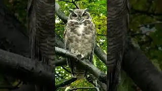 Patagonia owl #shorts by Nimble Animals