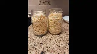 LETS PRESSURE CAN CORN #becomeungovernable #nopesticides #pantry #canningandpreserving