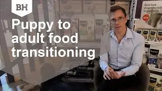 When should I transition my puppy from puppy food to adult dog food?
