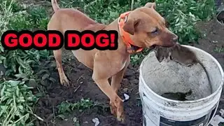 69 Rats Decimated By Dogs!