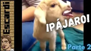 Todas Las Veces Que Escardi Dijo 