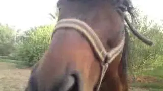 Barb Horse Stallion