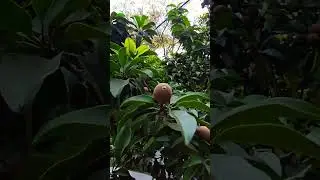 Amazing Health Benefits of Chiku (Sapodilla) You Should Know