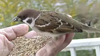 餌を貰いに手の上に飛んで来る雀達＆片足ちゃん 20260117 1（行き道）