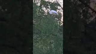 Egret in a Pine Tree at Sunset #nature #birds #wildlife