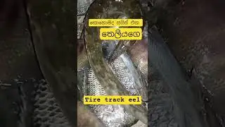 රෑ අල්ලපු තෙලියා 💪💪 tire track eel caught at night #eelfishing #shorts