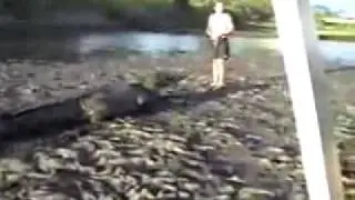 Crocodilo Cayman gigante  COSTA RICA. Fun Radical Nature - Giant Cayman Crocodile