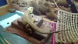 Potty Train Your Bearded Dragon!