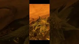 &ldquo;Ganja Love&rdquo; J. Calixte ft. Mr. Grifo, Dough Boy & Stoner