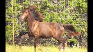 Elvis is a handsome gaited gelding located in central Texas!