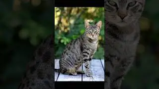 Why Cats Stare at You and Blink Slowly 🐱💫
