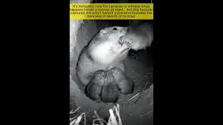 Night Vision Camera Captures Bear Attacking Squirrel Burrow &mdash; Extremely Rare Footage!  #wildlife
