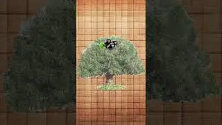 Чем оливки отличаются от маслин