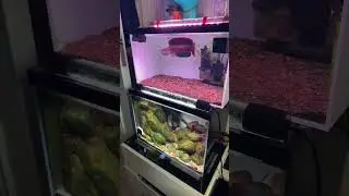 Fire & Ice Aquarium: Stacked Tank Goals! #channa #exoticaquariumfish #fishspecies #snakehead
