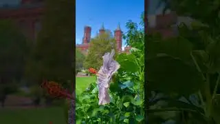 Enid Haupt Garden Washington dc USA 🇺🇸 #travel #chaminda_d #explorepope #washingtondc #garden