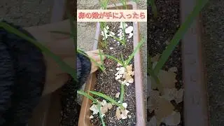 ヨトウムシ撃退！捨てるのはもったいないので有効活用#家庭菜園 #初心者 #ニンニク栽培 #shorts