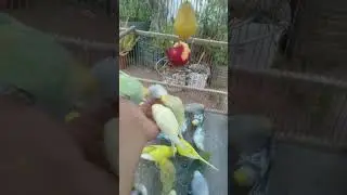 🌈 Regenbogen Mutationen 🐦 und beruhigende Sounds zum Einschlafen 🌙