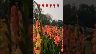 A hundred flowers bloom when this one blooms 🌻🌼🥀| #shorts #youtubeshorts #flowergarden #love #vir...