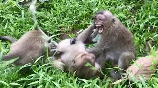 Sweet Pea shout shout loudly request Marcus help him coz Jack&Jeoy bite.