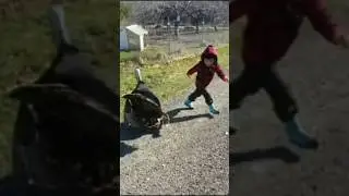 The mystery of Turkey 🦃 bird #turkey #india #bird #viral #shorts #informative #youtubeshorts