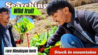 Finally mil Gaya rare Himalayan herb (lhachoo) | &lsquo;&rsquo;Indian rhubarb&rsquo;&rsquo; | &lsquo;&rsquo;Himalayan rhubarb&rsquo;&rsquo; | #rare