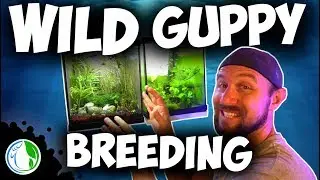 WILD GUPPY BREEDING IN AN AQUARIUM FISH TANK