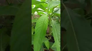 Adathoda Plant - Medicinal herb for respiratory illness | #shorts