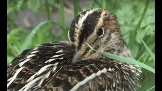 Great Snipe, Kilnsea East Yorkshire