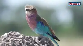 What does a ornithologist do?
