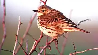 Meadow Pipit (Anthus pratensis) - 
