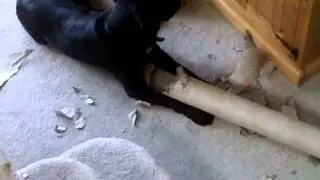 dog eats carpet tube