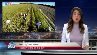 Hebrew Word of the Day: Gleaning