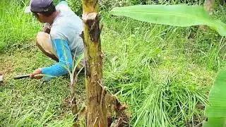 Manual Grass Harvesting for Farm Animals #RuralAgriculture #TraditionalFarming